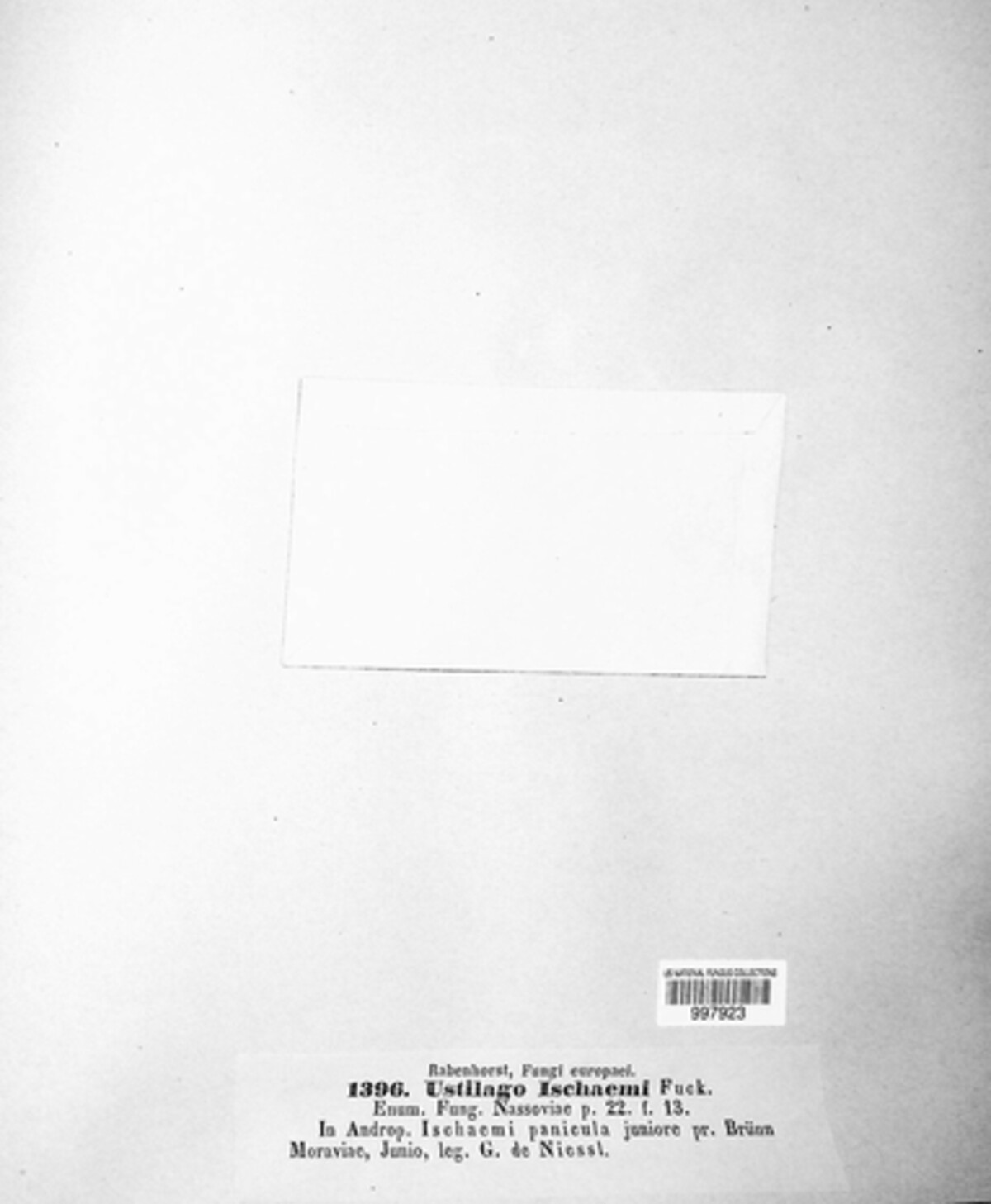Sphacelotheca ischaemi image